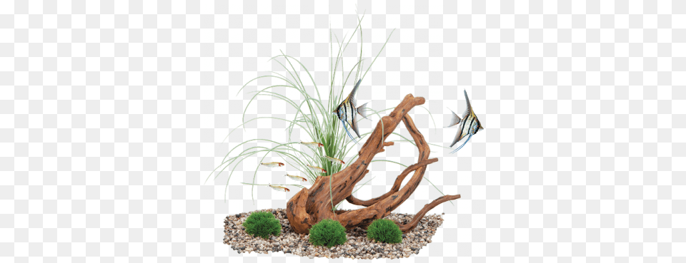 Fluval Decor Mopani Wood Grass Amp Moss Stones Aquarium, Plant, Tree, Person, Water Png Image