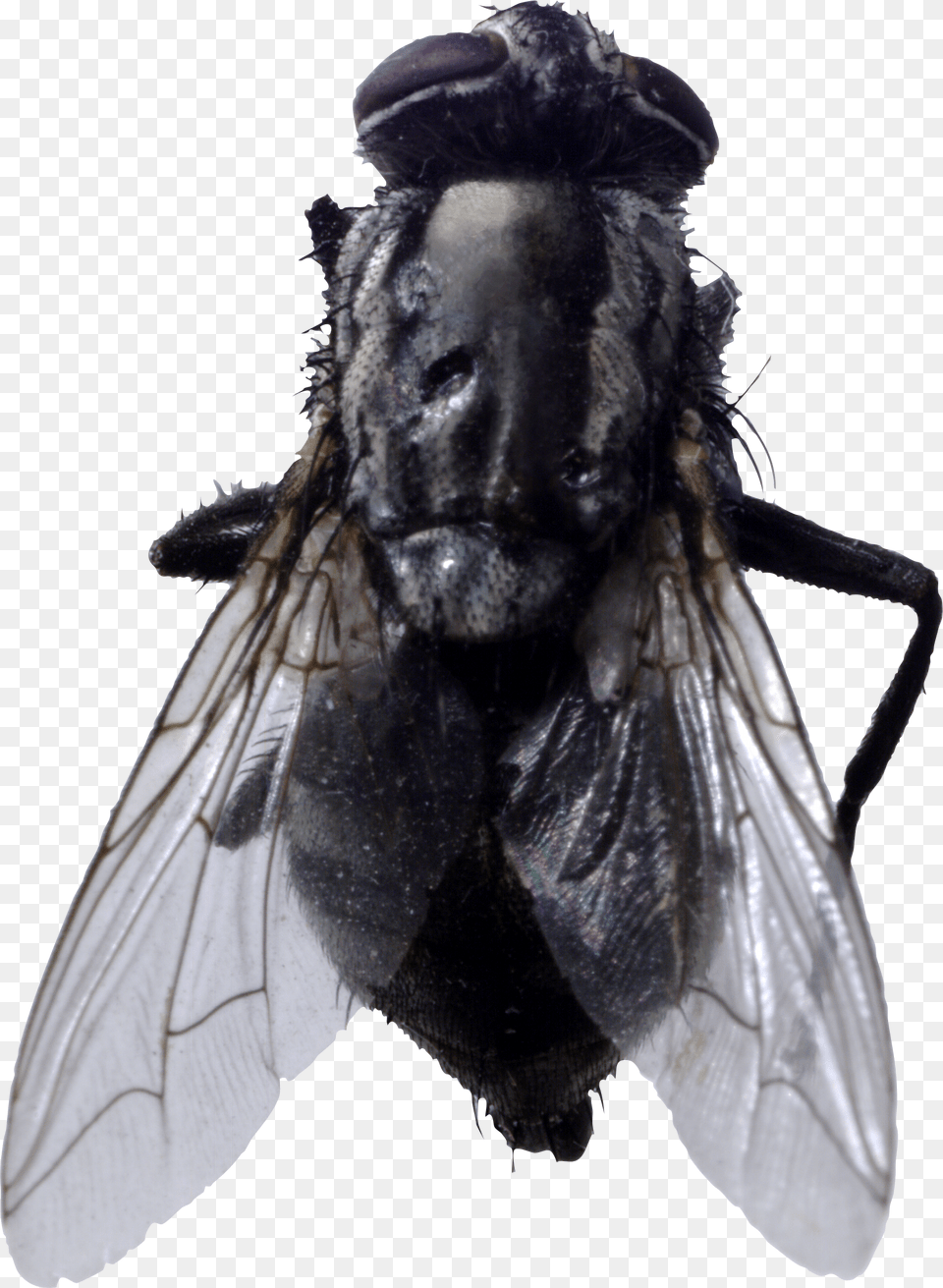 Fly, Animal, Invertebrate, Insect, Adult Free Png Download