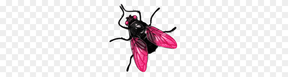 Fly, Animal, Bee, Insect, Invertebrate Free Png