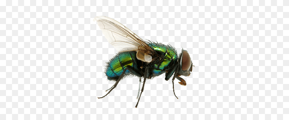Fly, Animal, Insect, Invertebrate Free Transparent Png