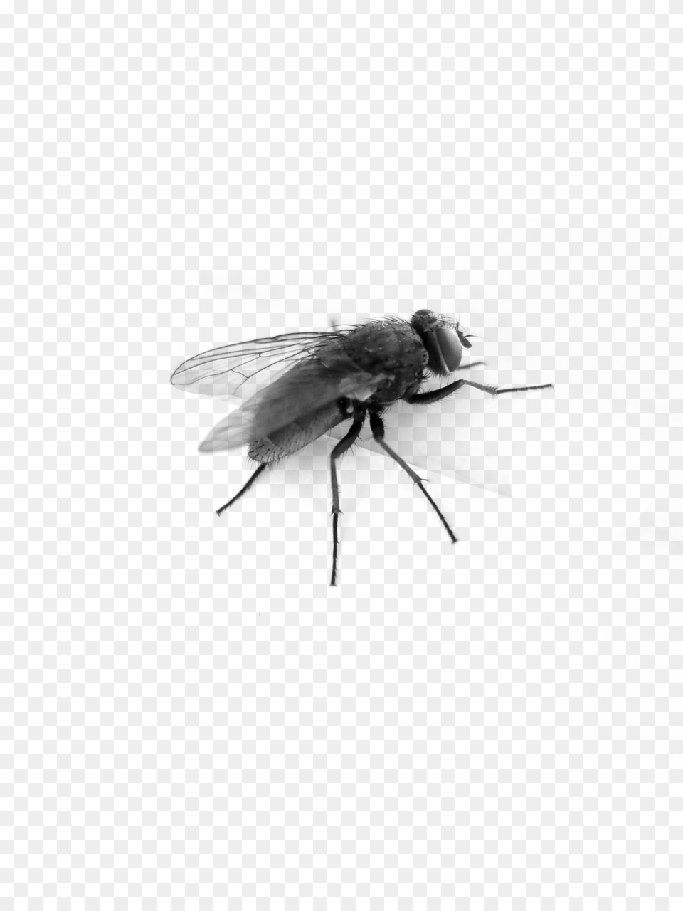 Fly, Gray Free Png Download