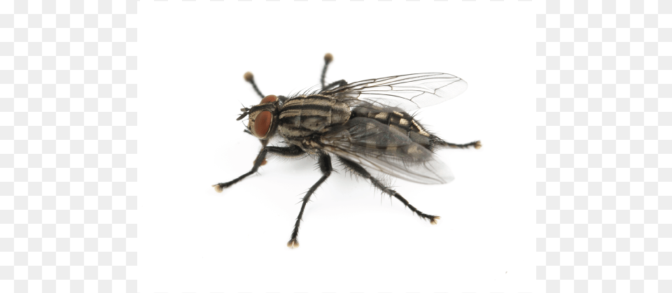 Fly, Animal, Insect, Invertebrate Free Png Download