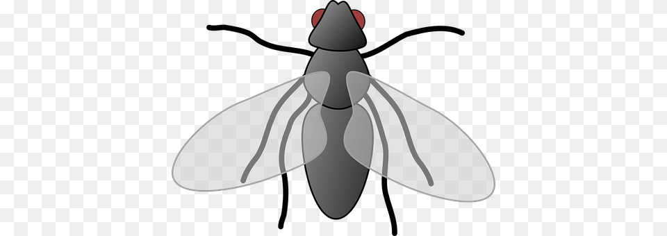 Fly Animal, Insect, Invertebrate, Smoke Pipe Free Png Download