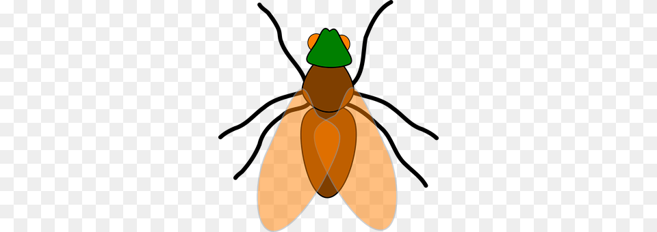 Fly Animal, Person Free Transparent Png