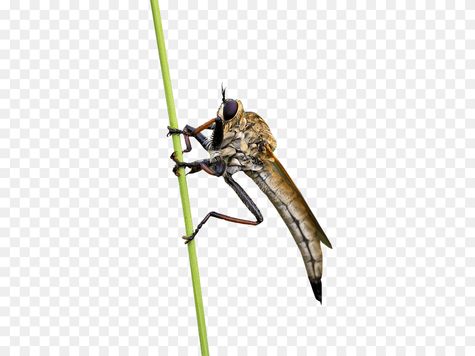 Fly Animal, Bee, Insect, Invertebrate Png Image