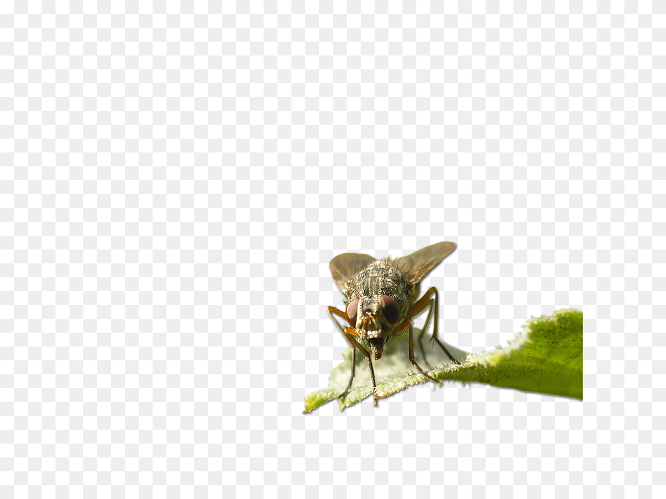 Fly Animal, Insect, Invertebrate Free Png