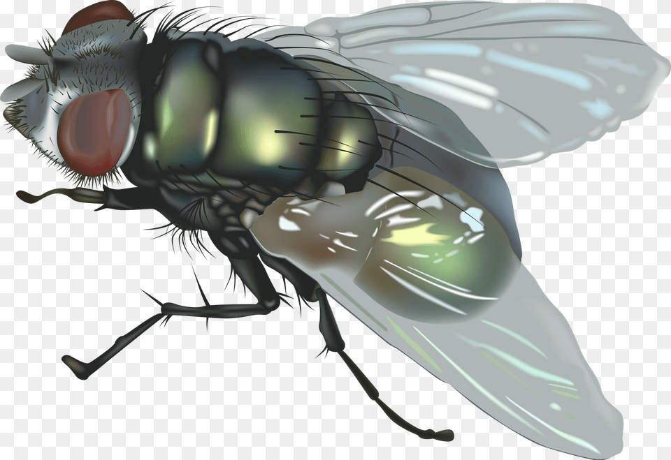 Fly, Animal, Insect, Invertebrate, Person Free Png