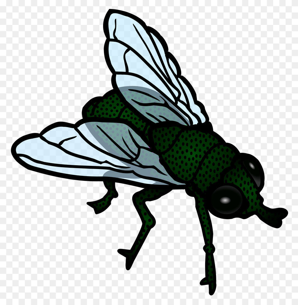 Fly, Animal, Insect, Invertebrate, Baby Free Png