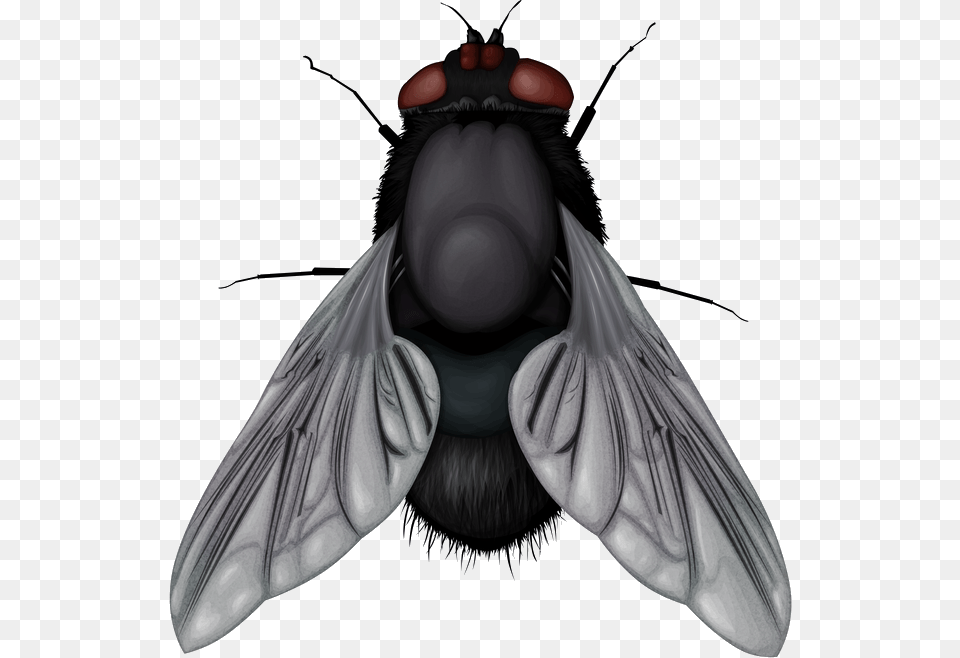 Fly, Animal, Insect, Invertebrate, Bee Free Png