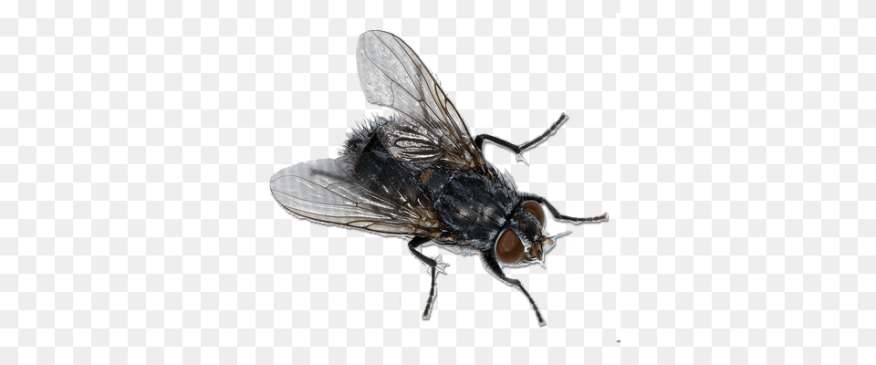 Fly, Animal, Insect, Invertebrate Png