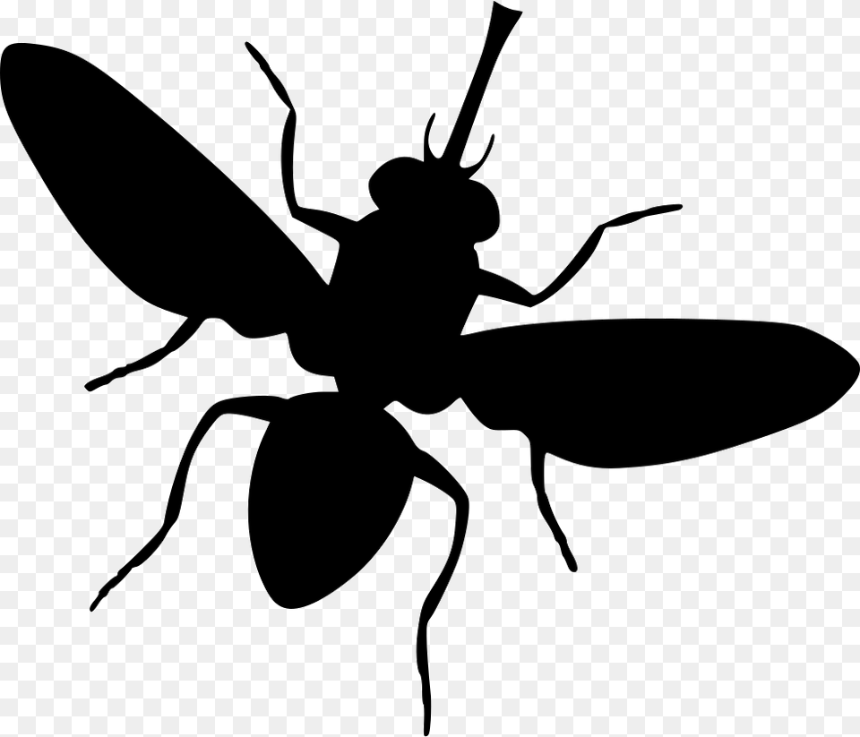 Fly Ant, Animal, Bee, Insect, Invertebrate Free Png Download