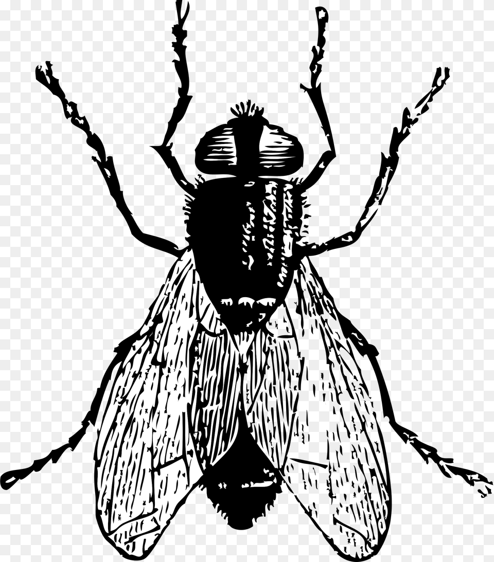 Fly Banner Stock Fly Clip Art, Animal, Bee, Insect, Invertebrate Png Image