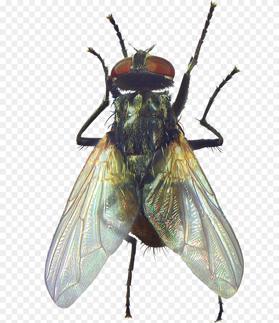 Fly Beetle Rendering Clipping Path Mosca, Animal, Insect, Invertebrate Free Png