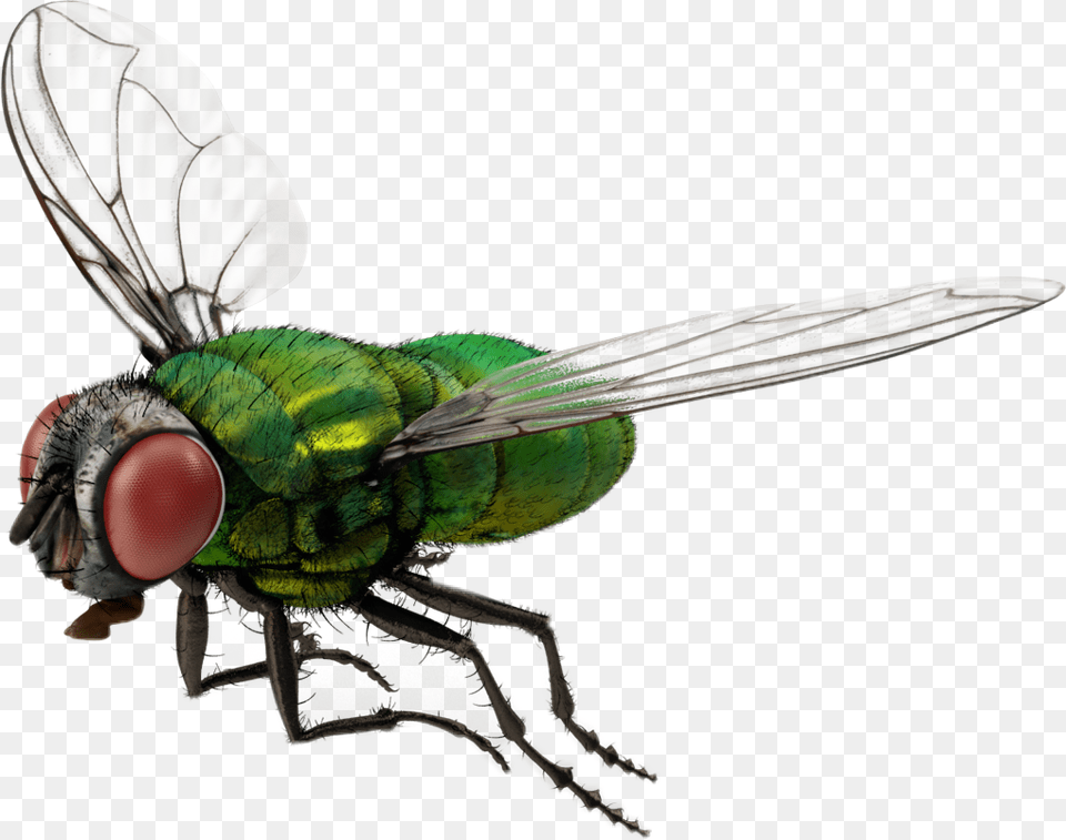 Fly Bug 3d Nature Freetoedit 3d Fly, Animal, Insect, Invertebrate, Bird Free Png Download