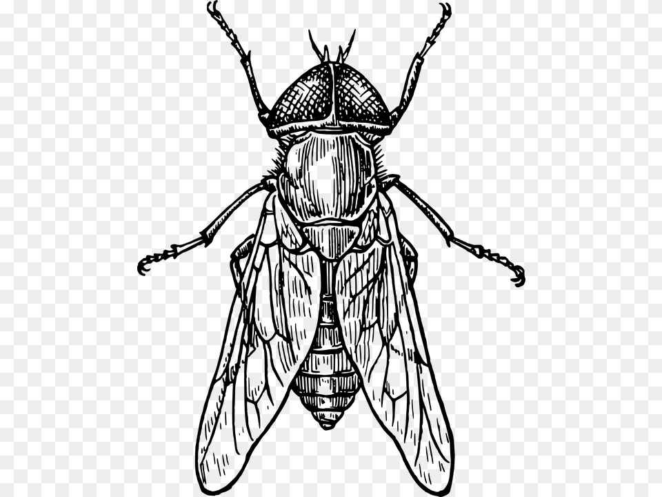 Fly Bug Wings Insect Gadfly Insect Black And White, Gray Png