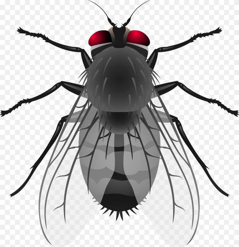 Fly Clip Art, Animal, Insect, Invertebrate Png