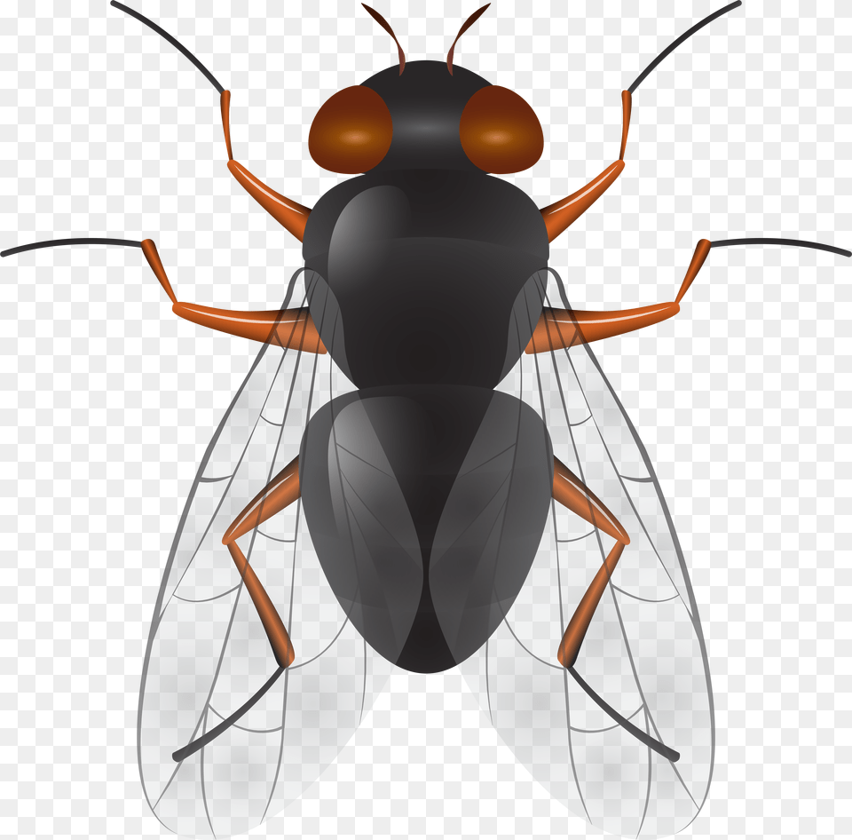 Fly Clip Art Free Png Download