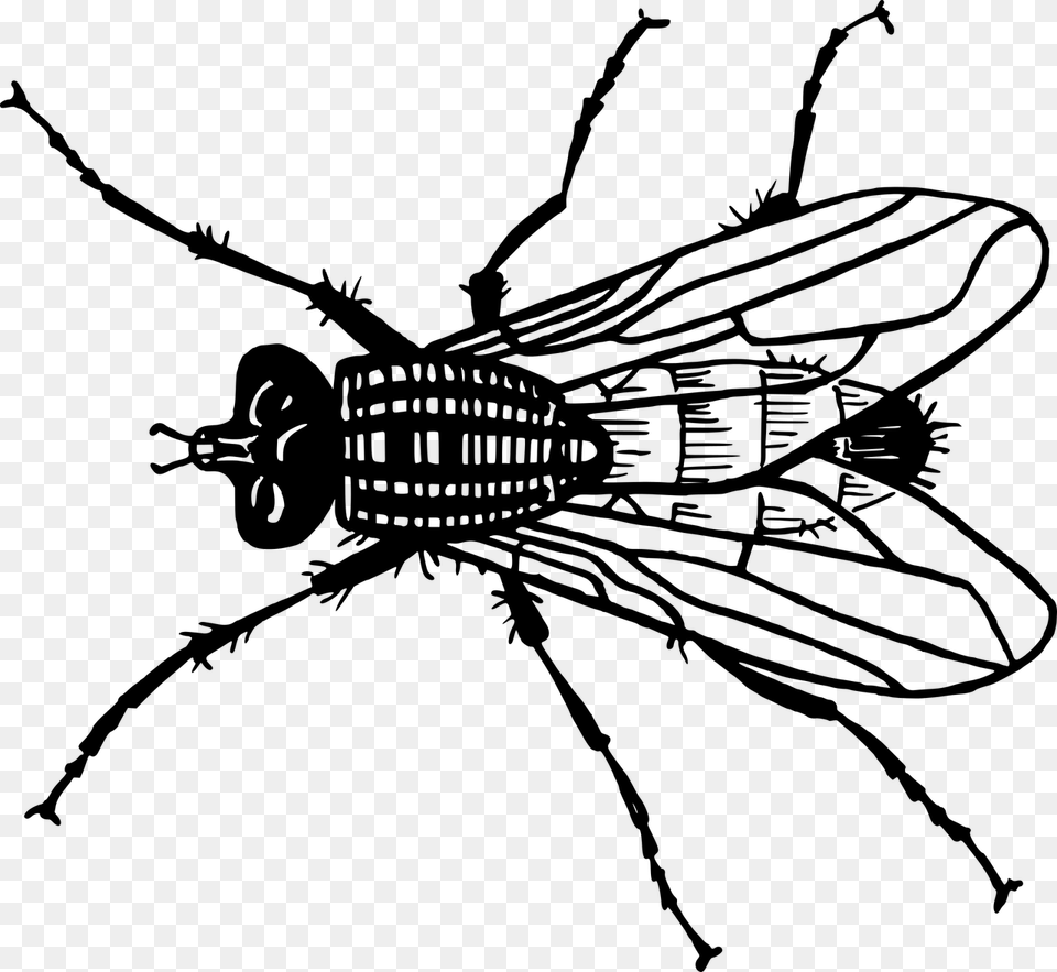 Fly Clip Art, Gray Free Png