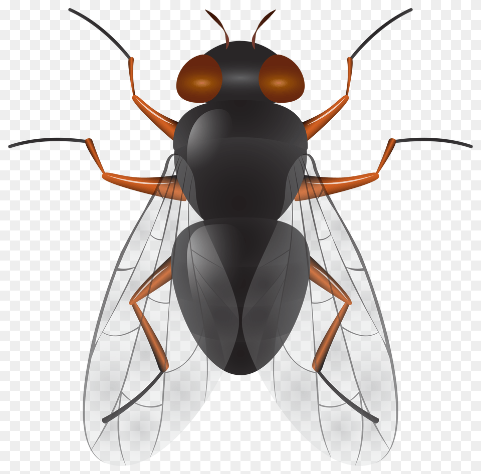 Fly Clip Art Free Transparent Png