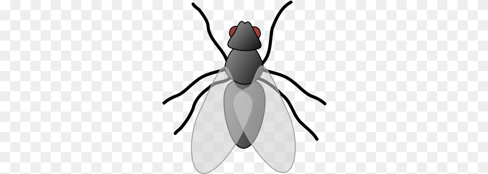 Fly Clip Art, Animal, Insect, Invertebrate, Person Free Png Download
