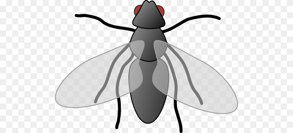 Fly Clip Art, Animal, Insect, Invertebrate, Kangaroo Free Transparent Png