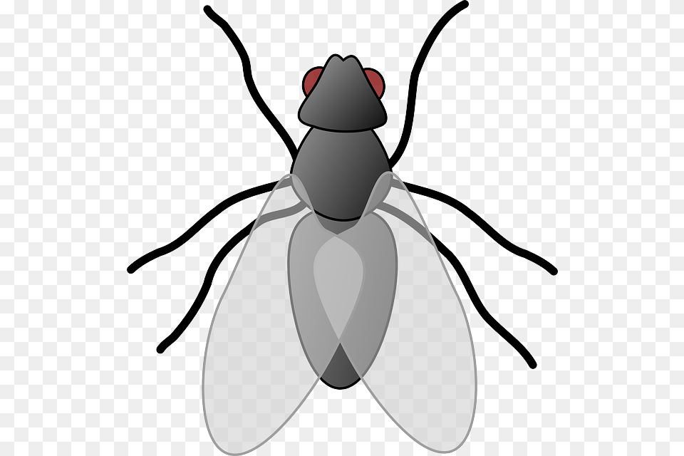 Fly Clip Art Clip Art, Animal, Insect, Invertebrate, Bow Png Image