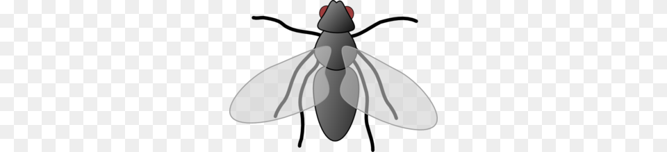 Fly Clip Art For Web, Animal, Insect, Invertebrate, Bee Png Image
