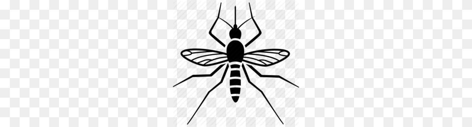 Fly Clipart, Animal, Invertebrate, Spider Free Png