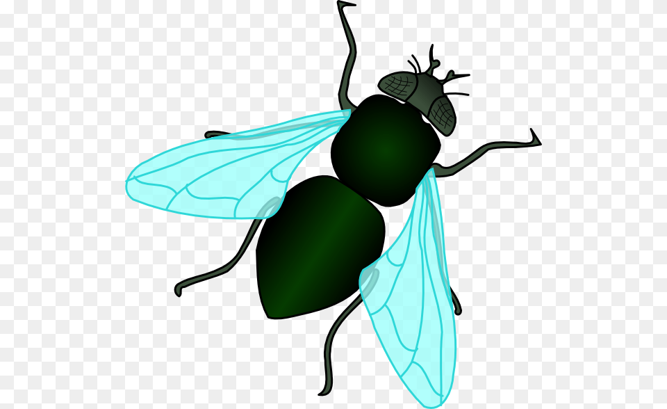 Fly Clipart, Animal, Insect, Invertebrate, Bee Png