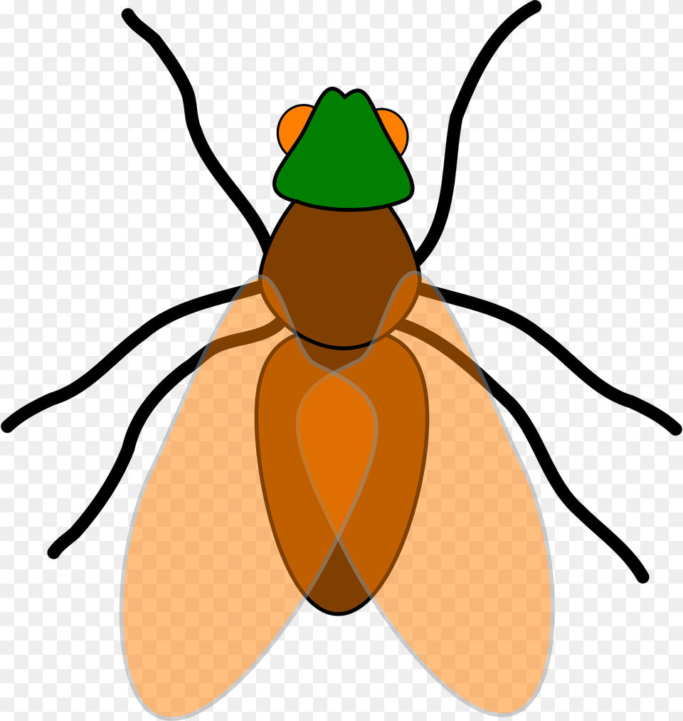 Fly Clipart, Animal, Insect, Invertebrate Png