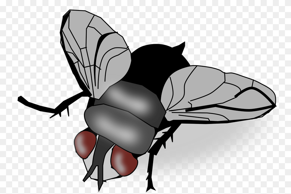 Fly Clipart, Animal, Insect, Invertebrate, Fish Png