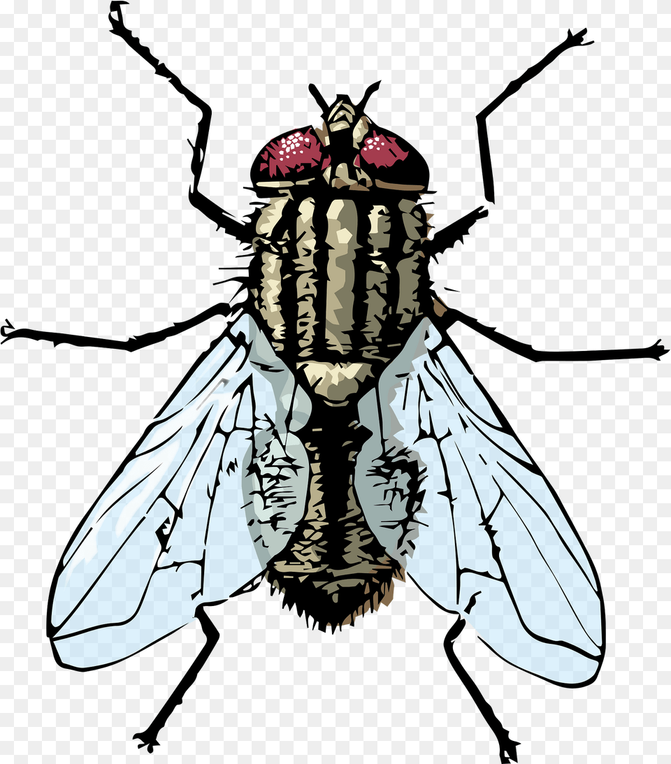 Fly Clipart, Animal, Insect, Invertebrate, Person Png Image