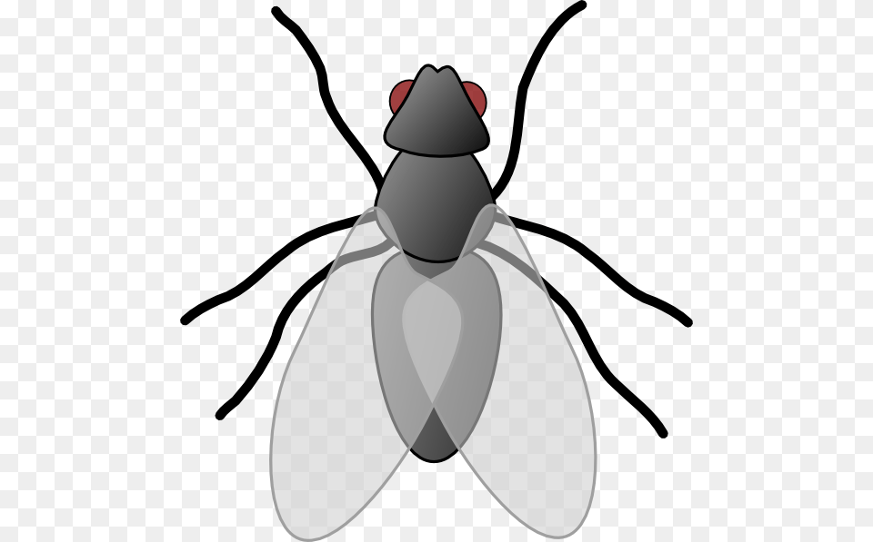 Fly Clipart, Animal, Insect, Invertebrate, Kangaroo Free Png