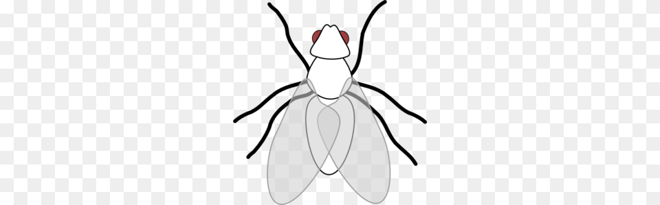 Fly Clipart, Animal, Insect, Invertebrate Png Image