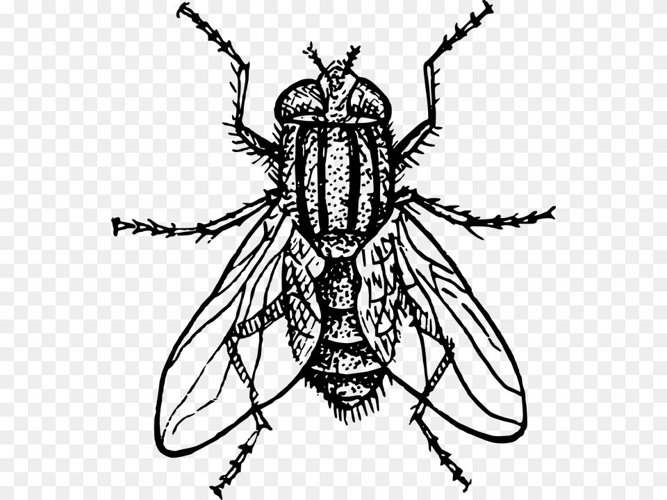 Fly Clipart Black And White, Gray Free Png