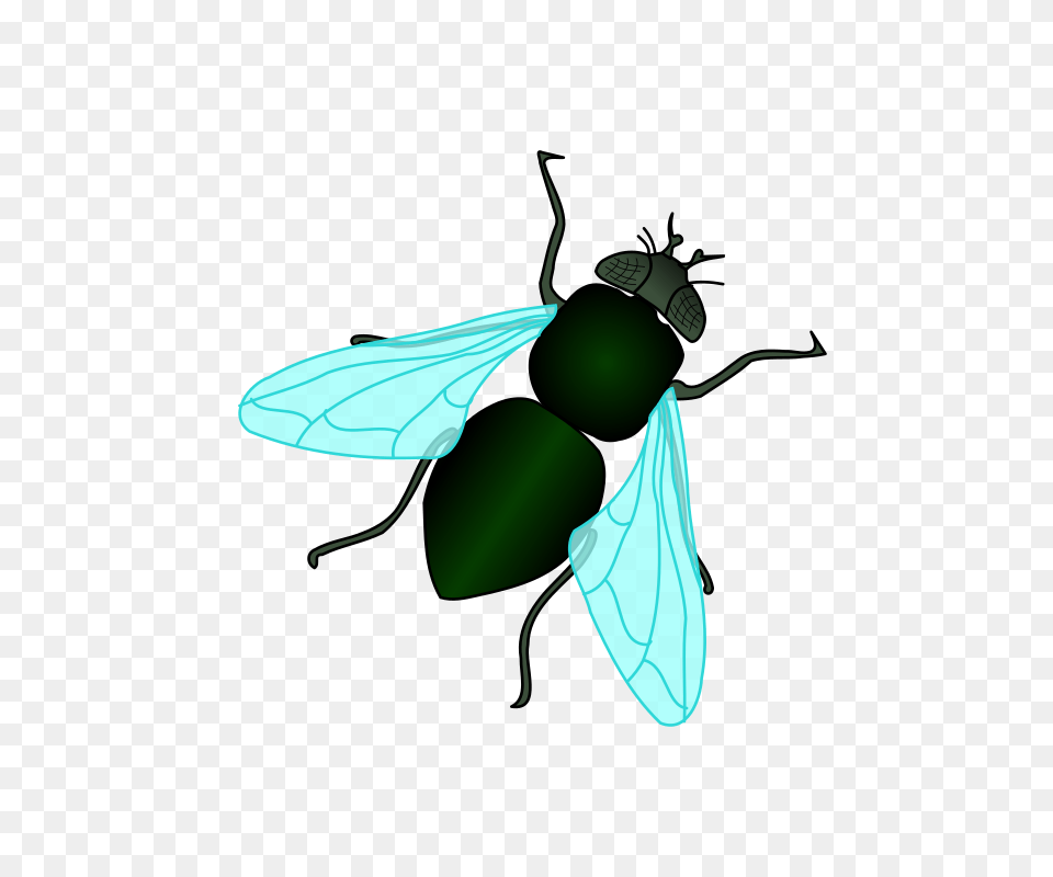 Fly Clipart Bug, Animal, Insect, Invertebrate, Bee Free Png Download