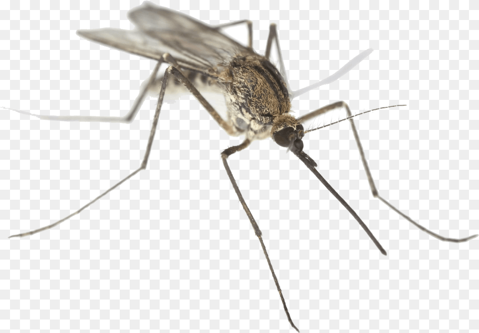 Fly Clipart Mosca Mosquito On White Background, Animal, Insect, Invertebrate Free Png