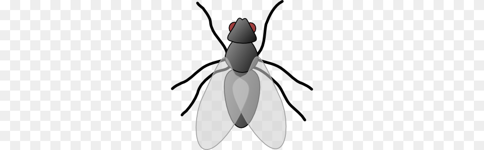 Fly Cliparts, Animal, Insect, Invertebrate, Person Png