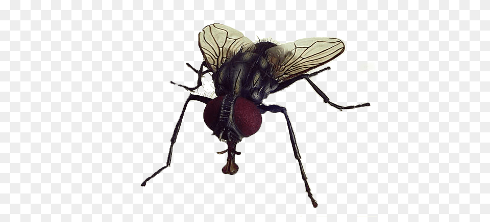 Fly Close Up, Animal, Insect, Invertebrate Free Transparent Png