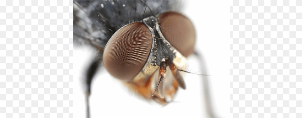 Fly Control Fly Eye, Animal, Insect, Invertebrate, Bee Png