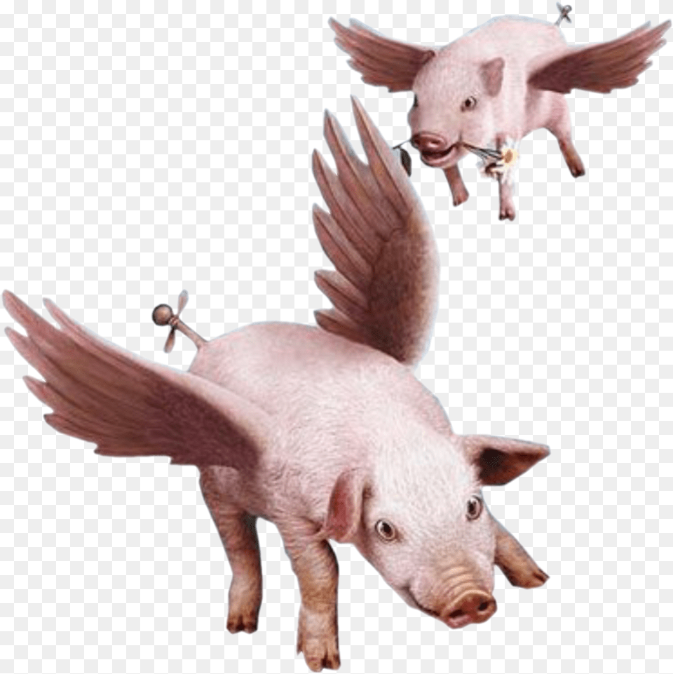 Fly Domestic Flying Pig, Animal, Mammal, Hog Png