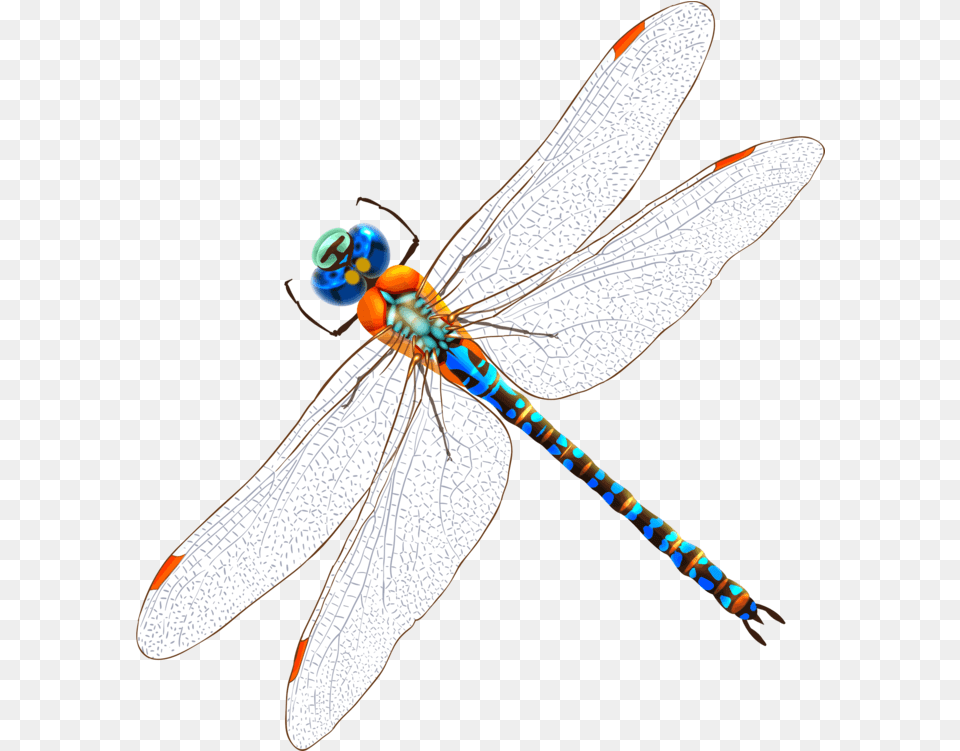 Fly Dragonfly Invertebrate Clipart Clip Art Watercolor Drawing Dragonfly, Animal, Insect Free Transparent Png