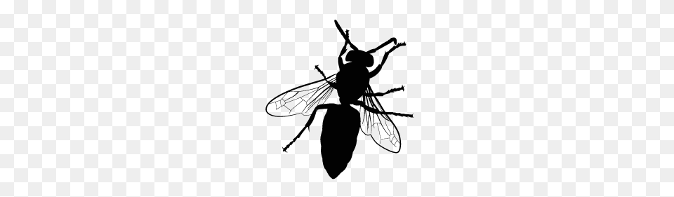 Fly Extermination Groupe Az Extermination, Animal, Bee, Insect, Invertebrate Png