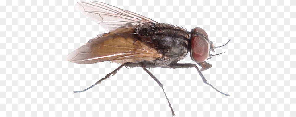 Fly File House Fly, Animal, Insect, Invertebrate Free Transparent Png