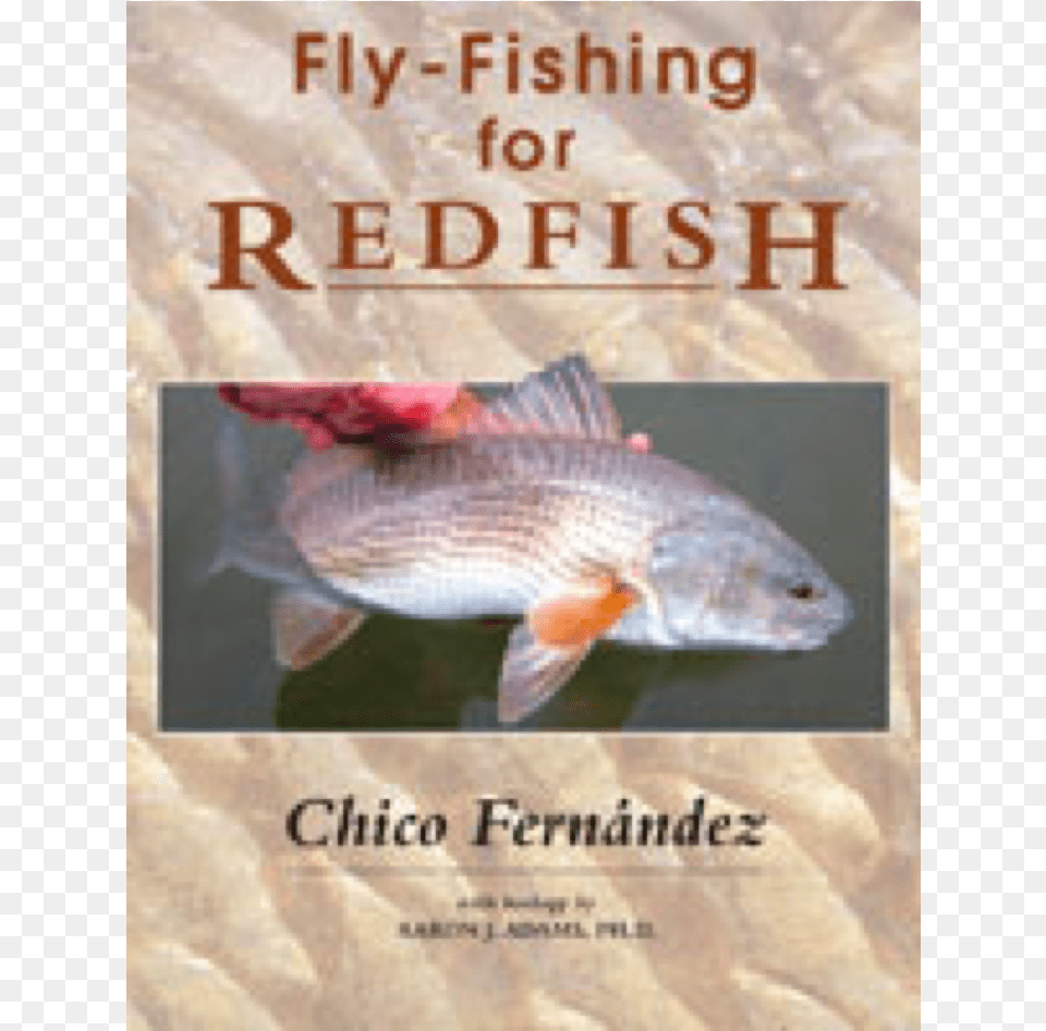 Fly Fishing For Redfishclass Fly Fishing For Redfish 216 X 16 X 279 Cm, Animal, Sea Life, Fish, Shark Png Image