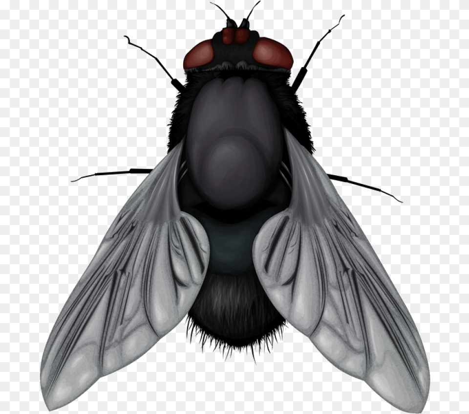 Fly Fly, Animal, Insect, Invertebrate, Bee Png