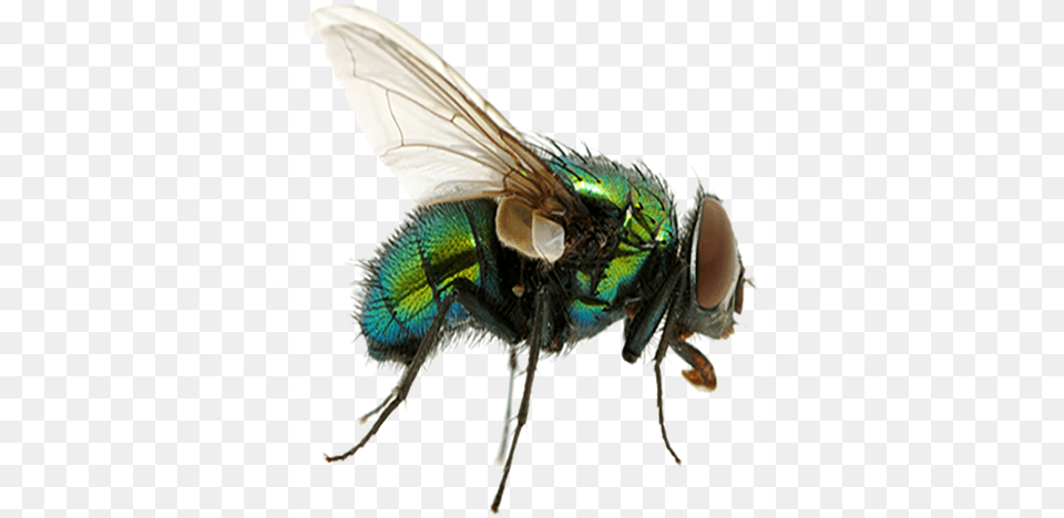 Fly Fly, Animal, Insect, Invertebrate Free Png Download