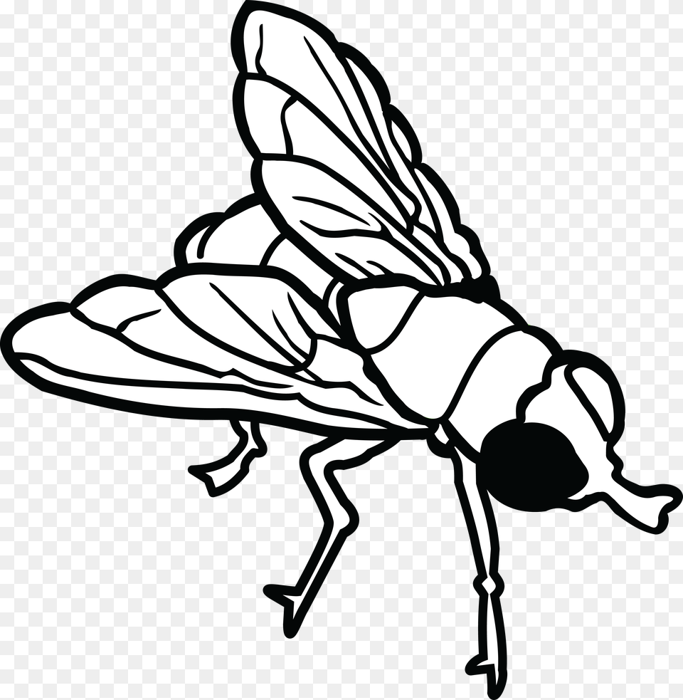 Fly Flying Clip Art, Animal, Insect, Invertebrate, Bee Png