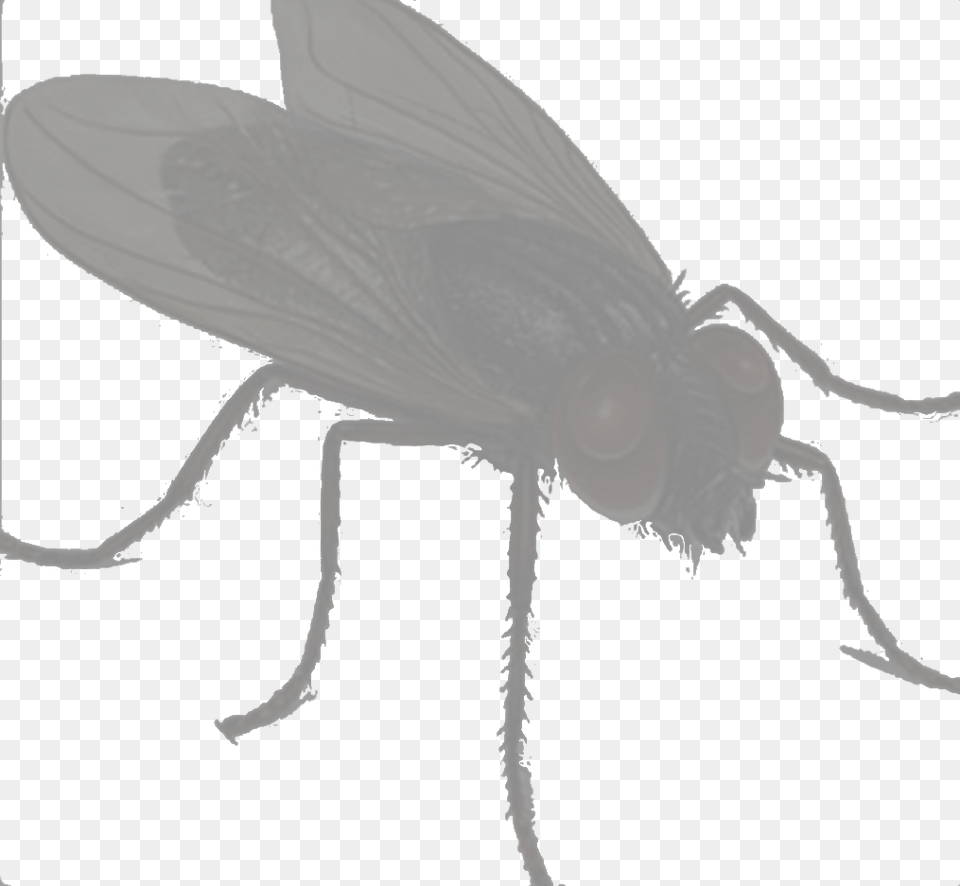 Fly Flying House Fly, Animal, Insect, Invertebrate, Person Free Png
