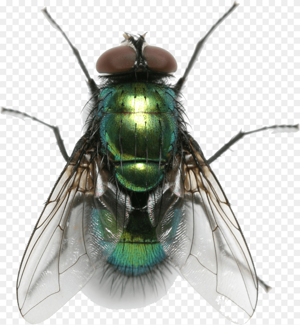 Fly Free Background Fly Transparent, Animal, Insect, Invertebrate Png Image